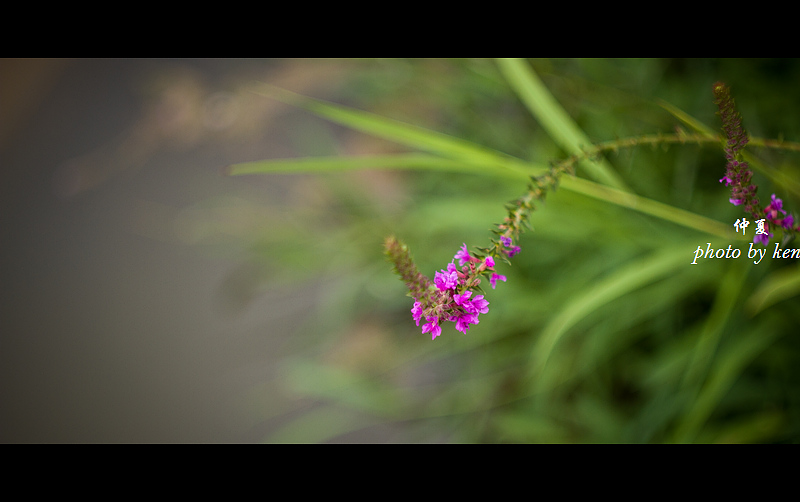 _MG_8746.jpg