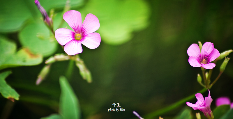 _MG_8803.jpg