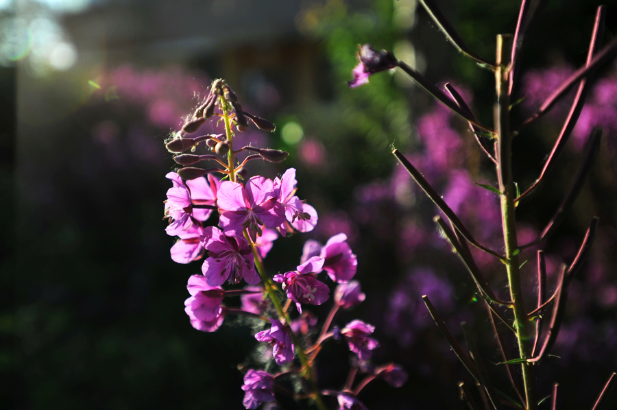 DSC_4076.jpg