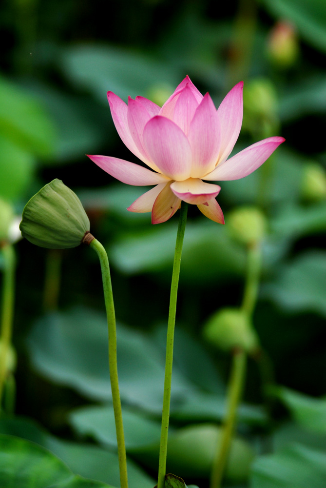 荷花. (1).jpg