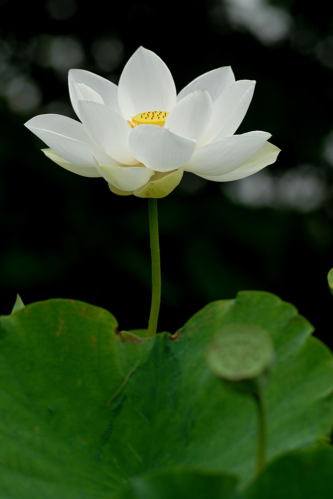 荷花. (11).jpg