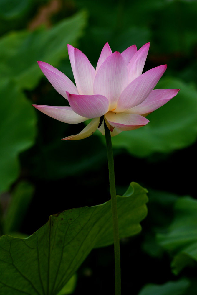 荷花. (19).jpg