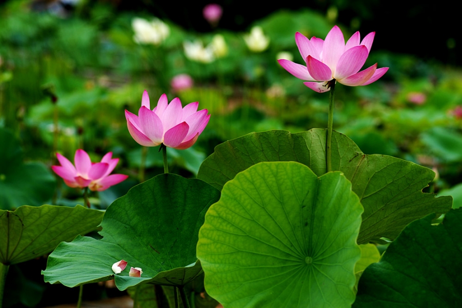 荷花. (21).jpg