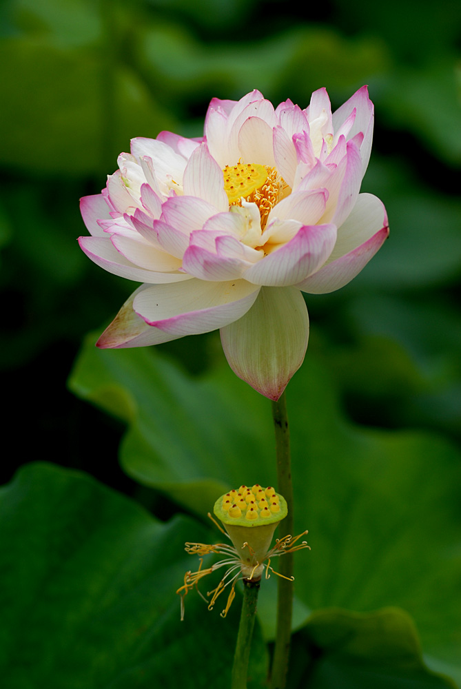 荷花. (31).jpg
