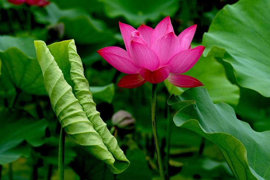 荷花. (44).jpg