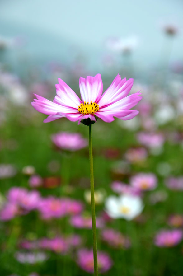 DSC_0241.JPG