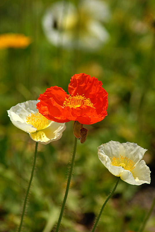 DSC_0397s.jpg