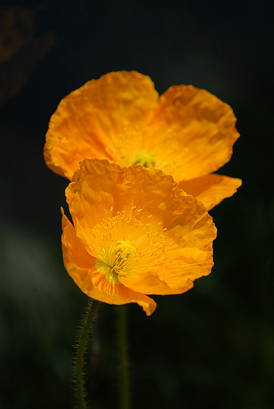 DSC_0404s.jpg
