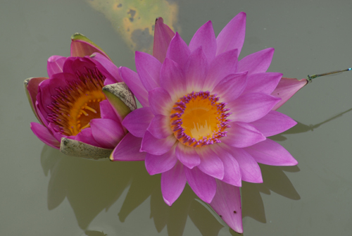 2006-9-16摄于东莞桥头荷花池 030.jpg