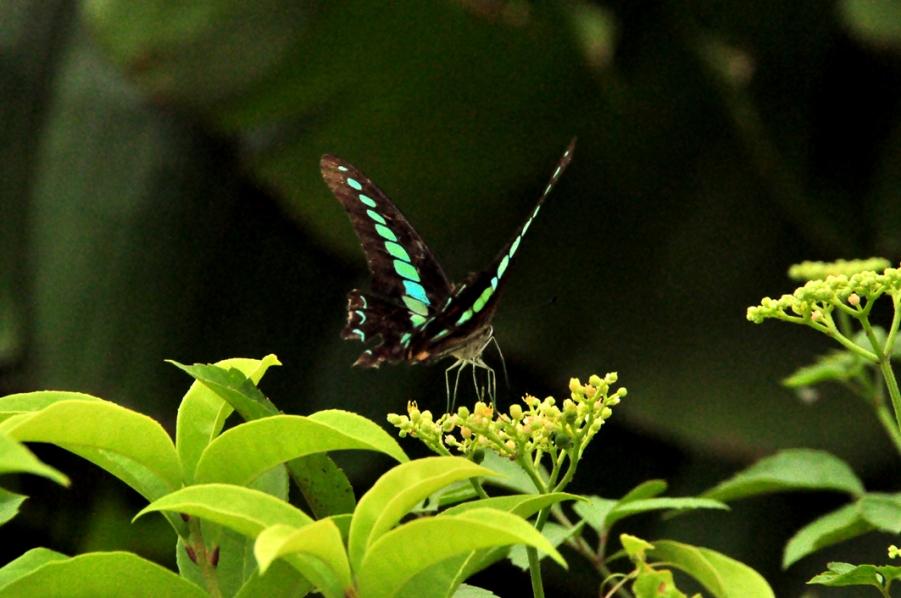 DSC_0446.JPG