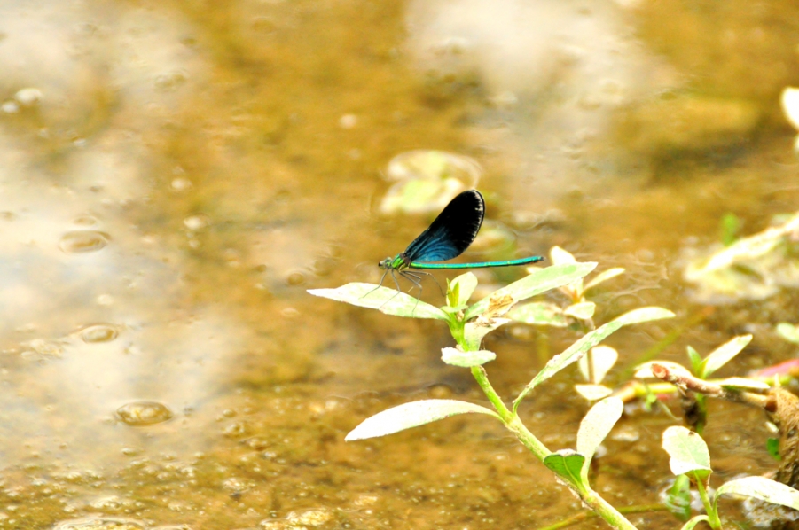 DSC_0580.JPG