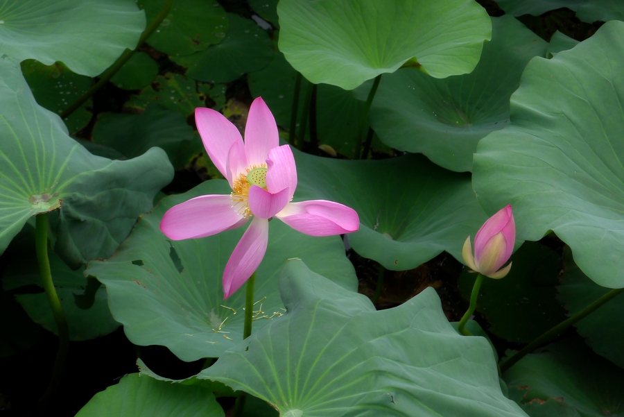花草 (10).JPG
