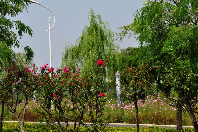 DSC_2464_8396.jpg