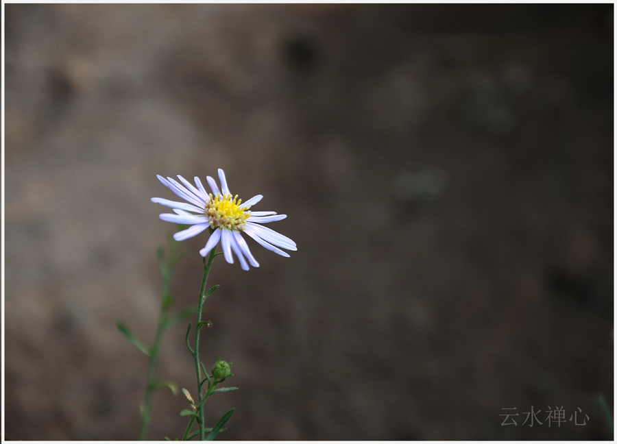 DSC_0102.jpg
