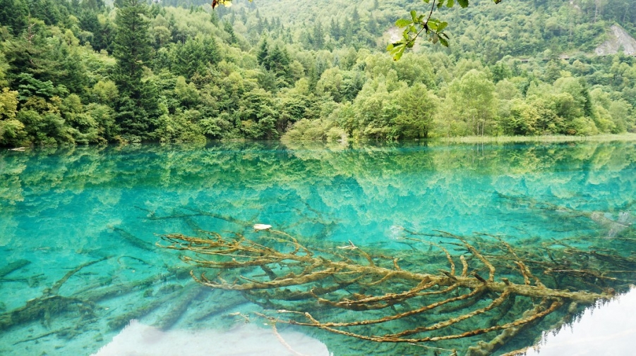 湖里一颗死树---九寨沟.jpg