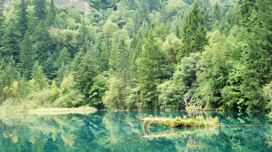 那水里的蓝和树影---九寨沟.jpg