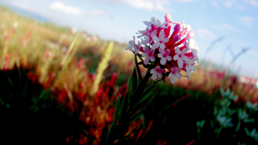 DSC03146.jpg