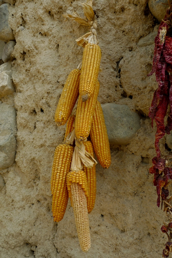 P1030662.jpg