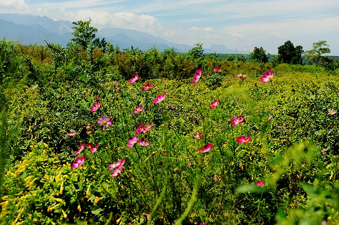 DSC_4321_nEO_IMG.jpg