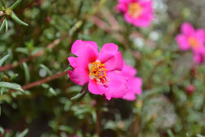 DSC_0105.jpg