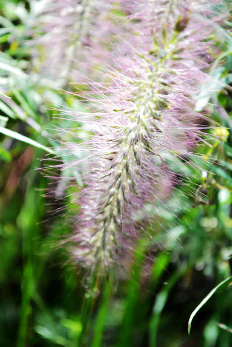 DSC_0133.jpg