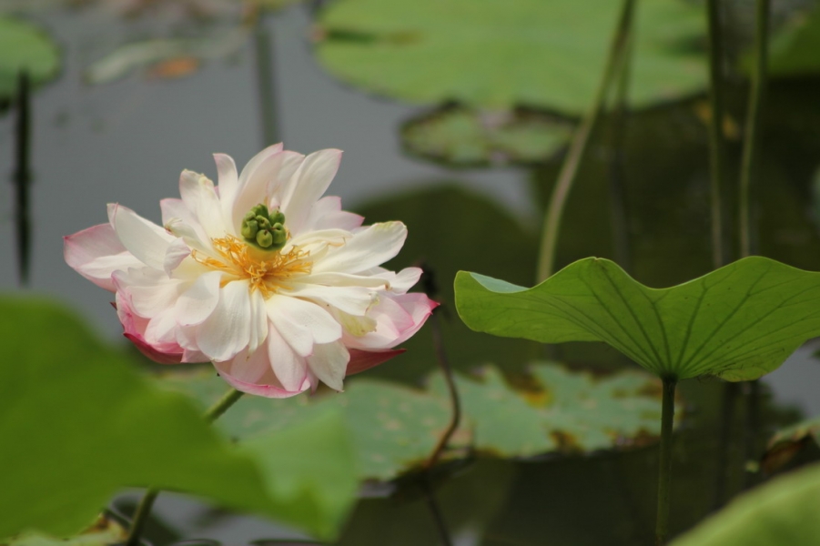 IMG_1550_调整大小.JPG