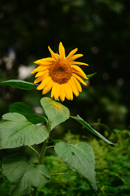 DSC_0940_副本.jpg