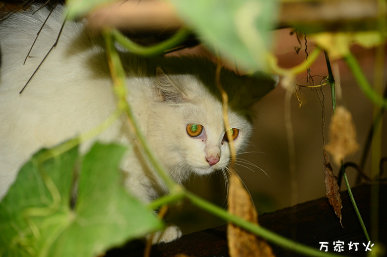 DSC_1030_副本.jpg