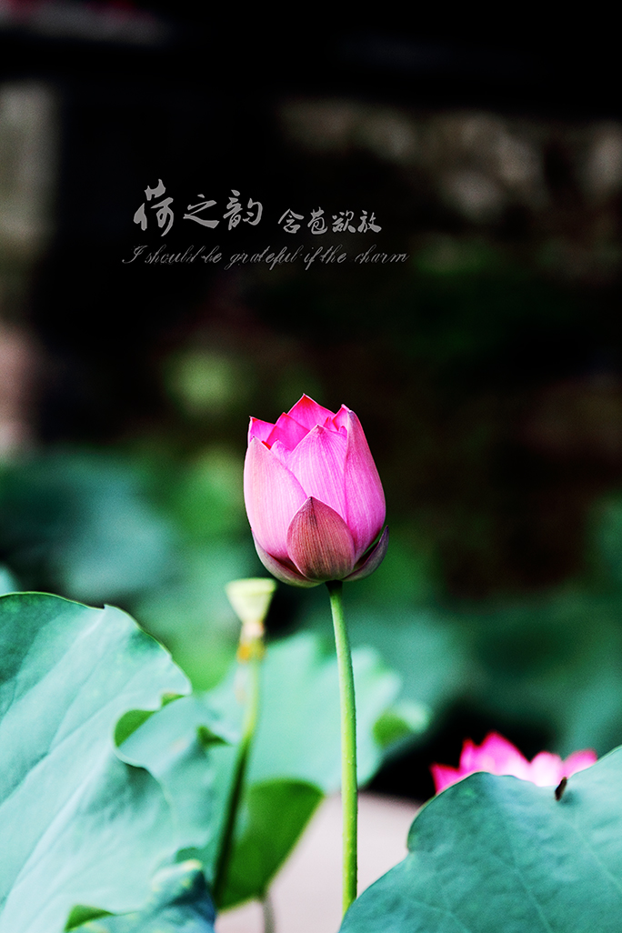 _MG_5874副本.jpg