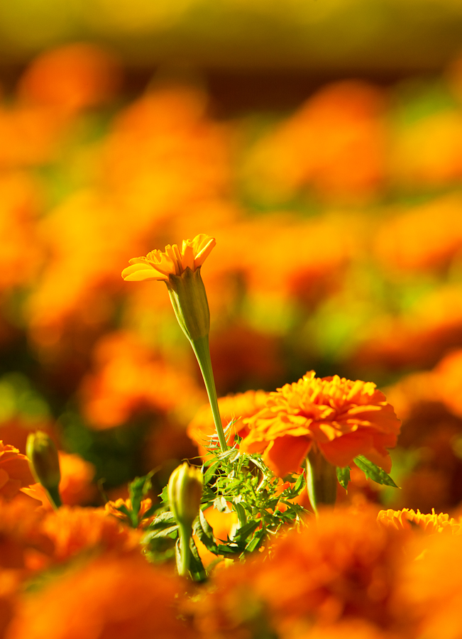 _MG_7719.jpg