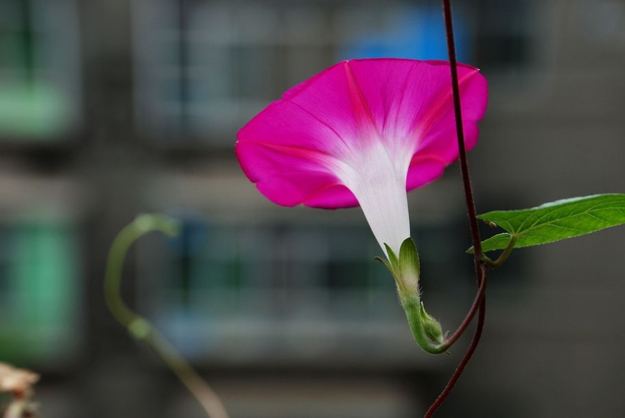 DSC_0432.JPG