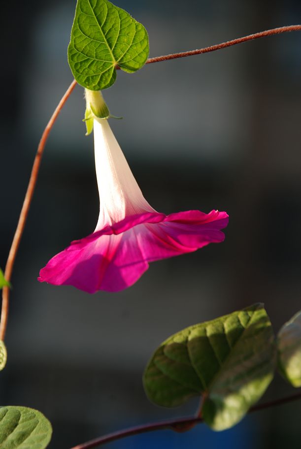 DSC_0539.JPG
