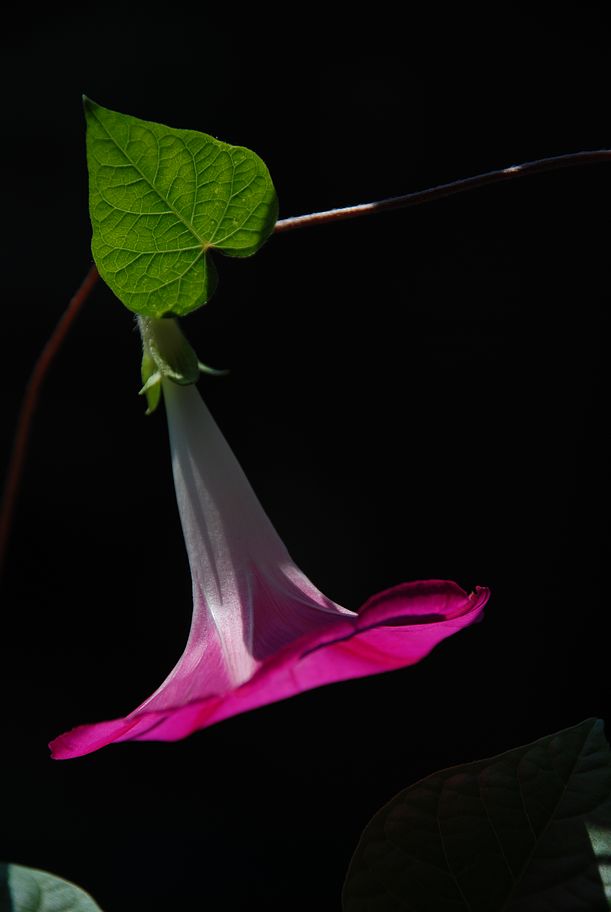 DSC_0567.JPG