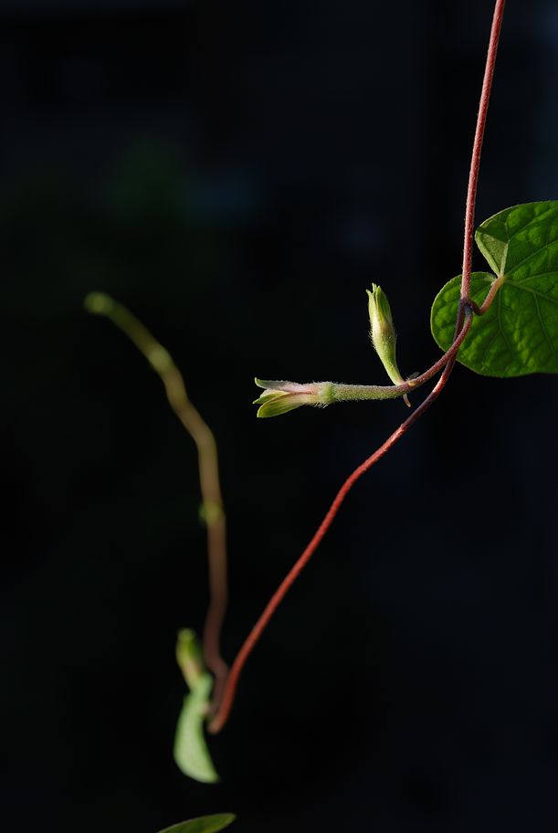 DSC_0598.JPG