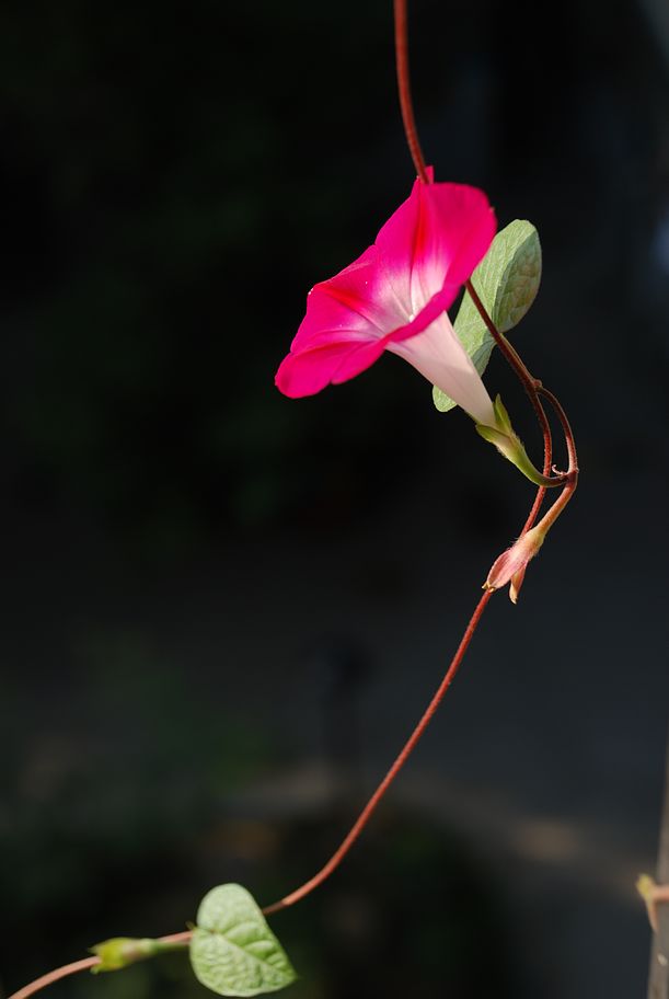 DSC_0029.JPG