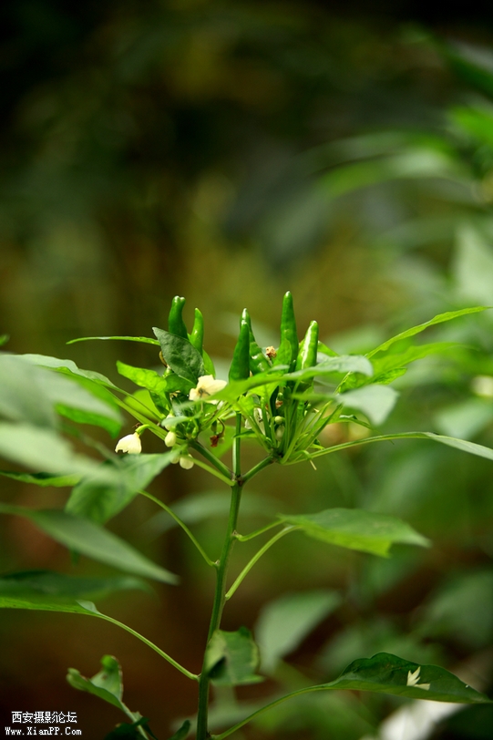 201209 5d207.jpg