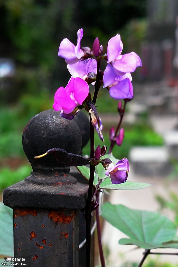 L1020107.jpg