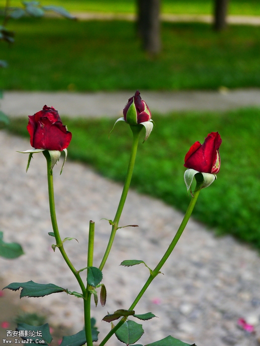 P1010274.jpg