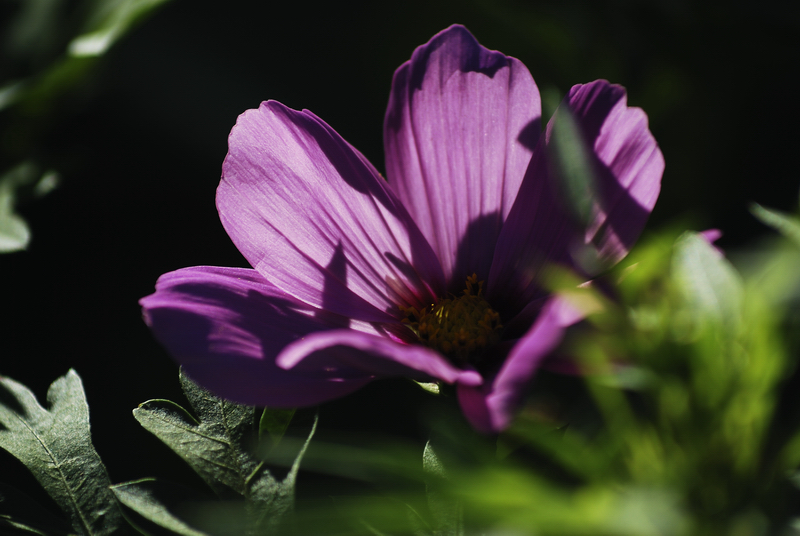 DSC_6856.jpg