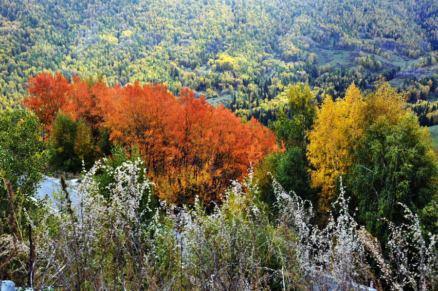 DSC_0781.jpg