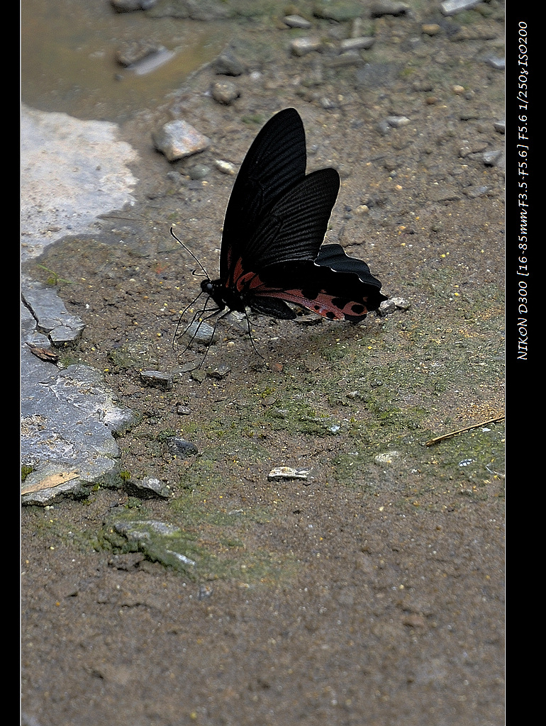 _DSC5086.JPG