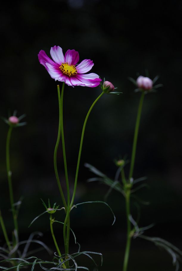 DSC_0283.JPG