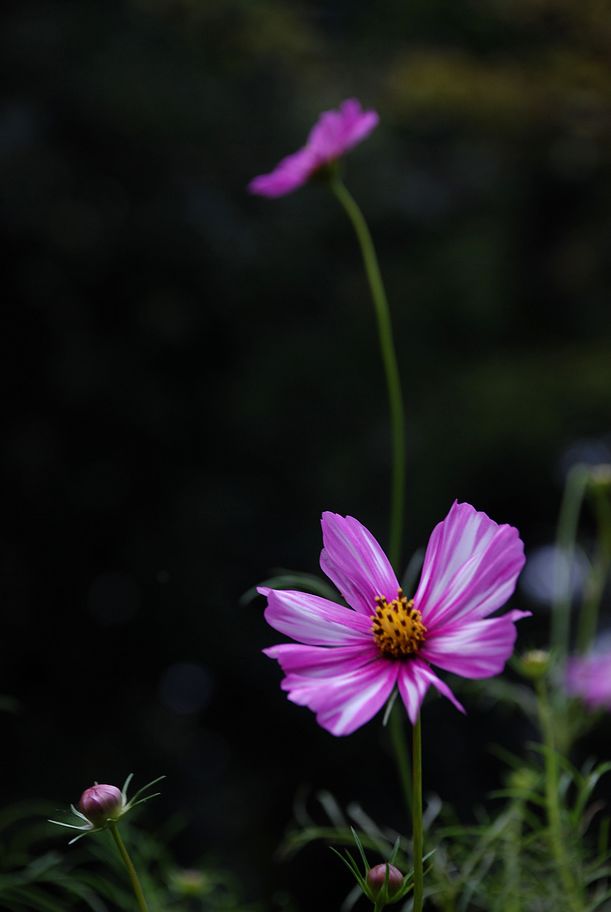 DSC_0282.JPG