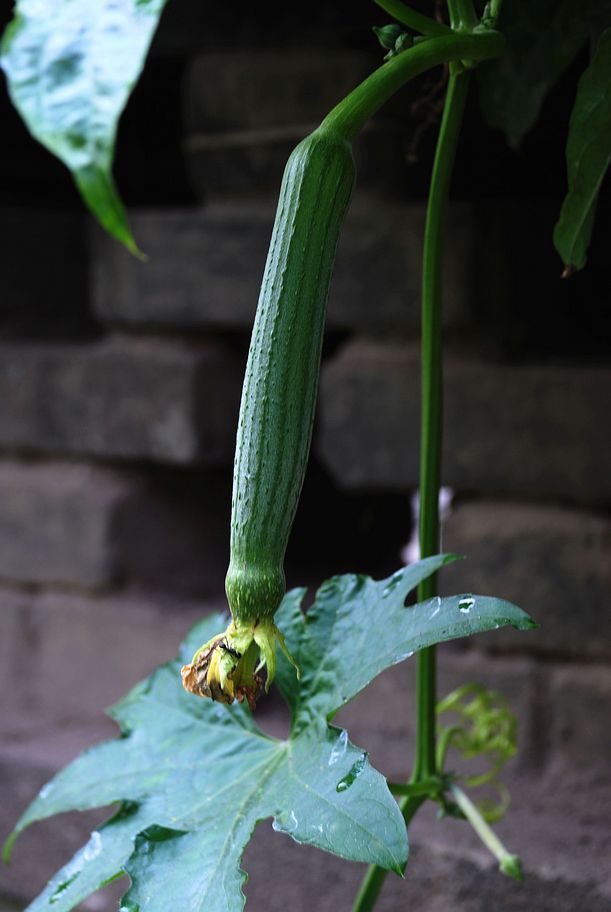 DSC_0341.JPG
