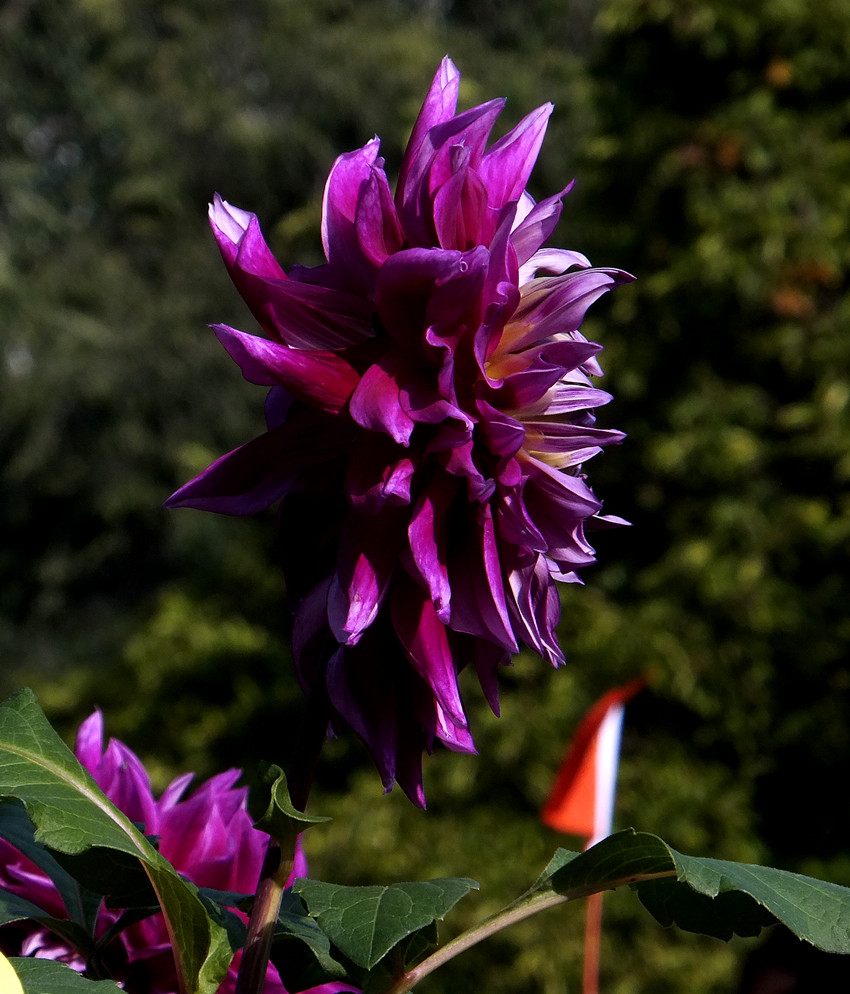 DSCF4273_副本.jpg