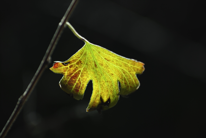 DSC_6797.jpg