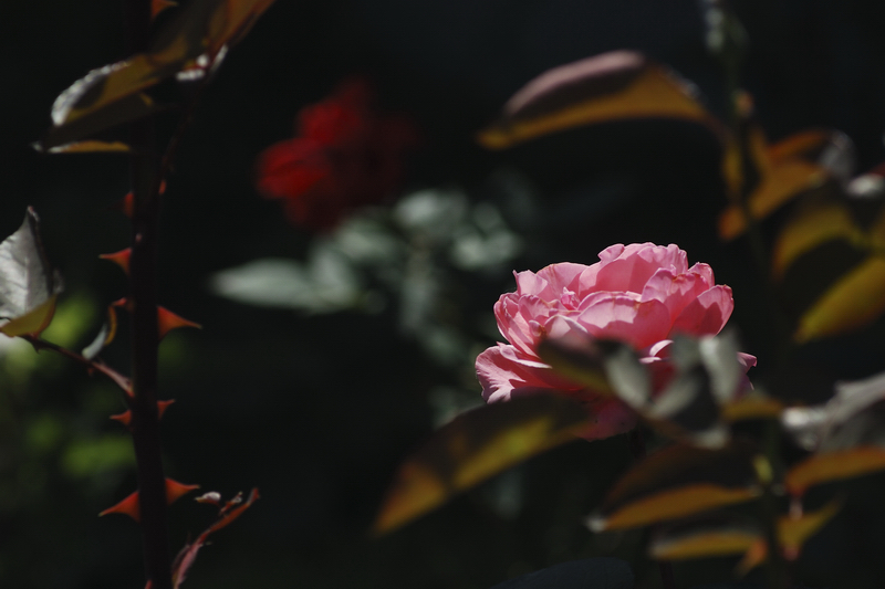 DSC_6761.jpg