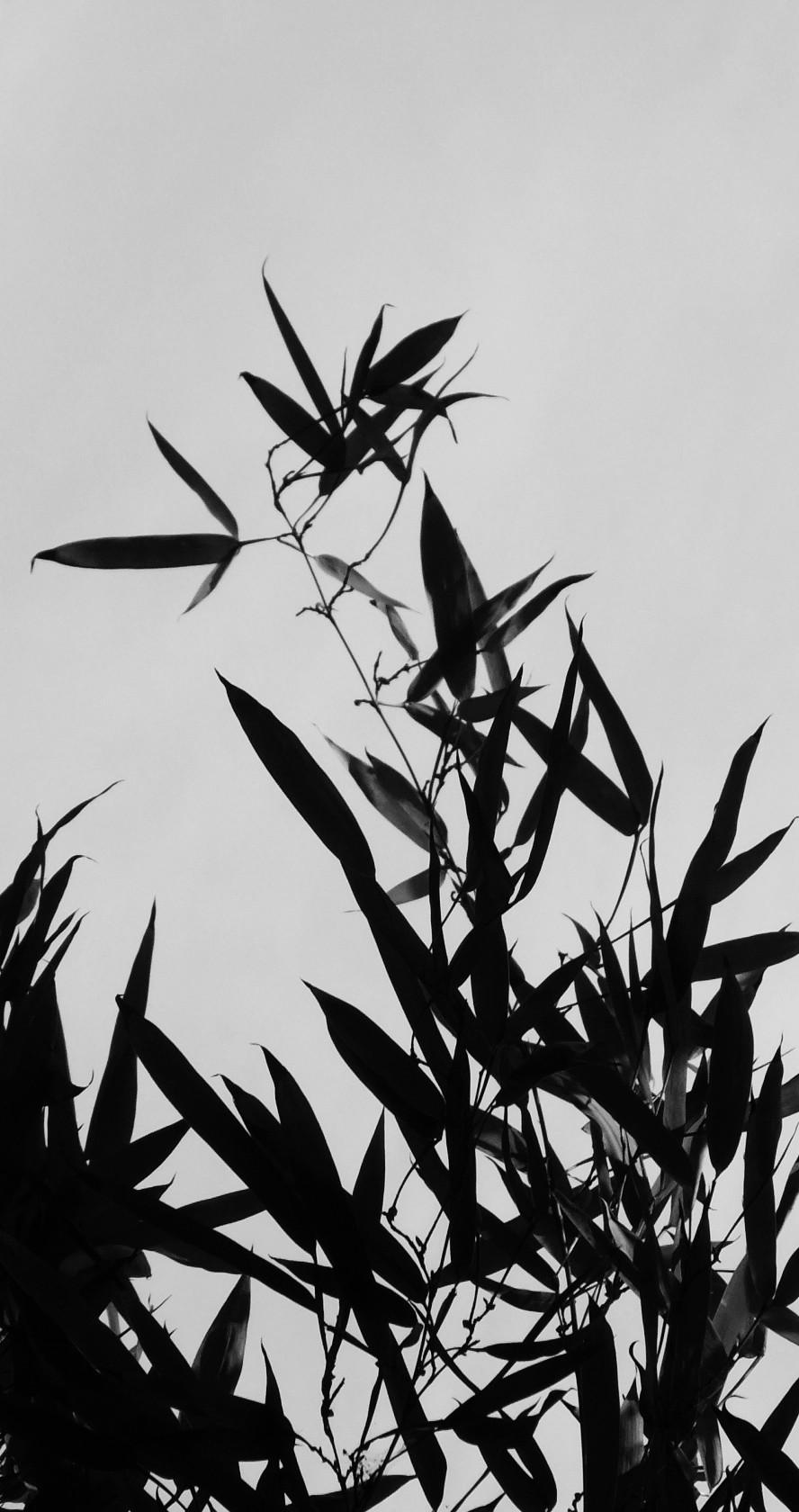 dscf4513_副本.jpg