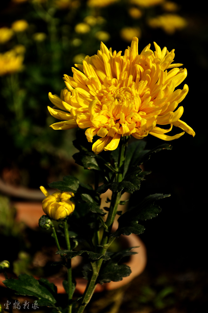 _DSC2004.JPG