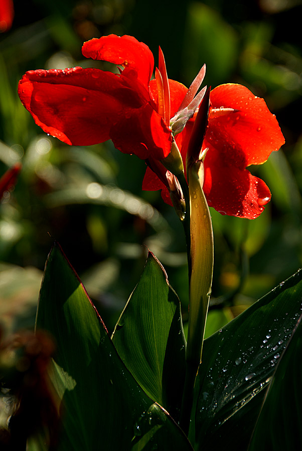 美人 蕉 (10).jpg